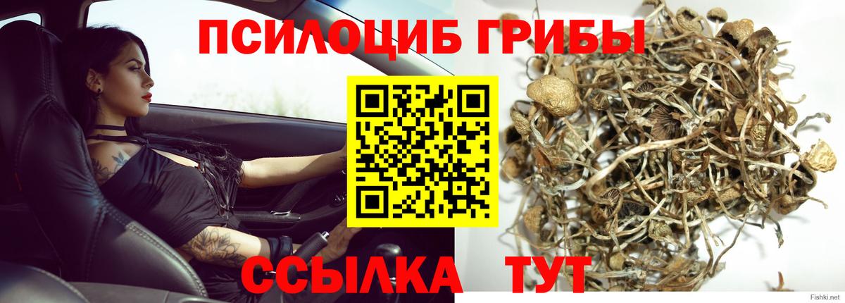 Галлюциногенные грибы Cubensis Донской